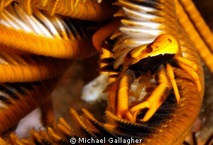 Crinoid Squat Lobster, Komodo by Michael Gallagher 